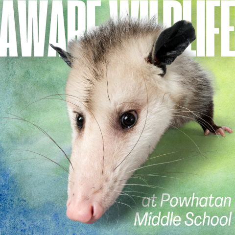 Image of an opossum on a green-blue background with the words AWARE Wildlife behind it