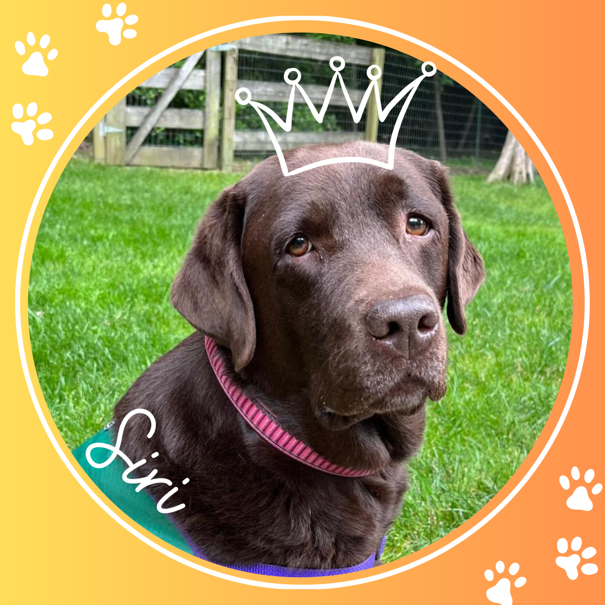 Photo of Siri, a chocolate lab, sitting in the grass looking dignified.